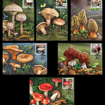 Maxicards MUSHROOMS