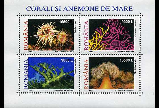 Corals and anemones