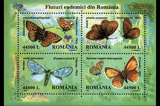 Endemic butterflies in Romania