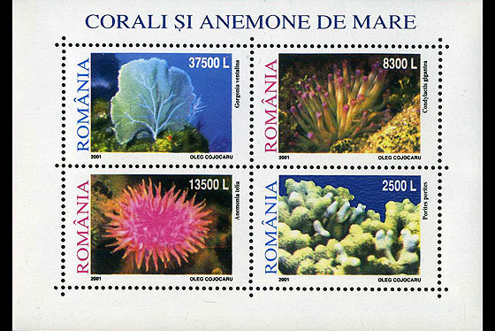 Corals and sea anemones