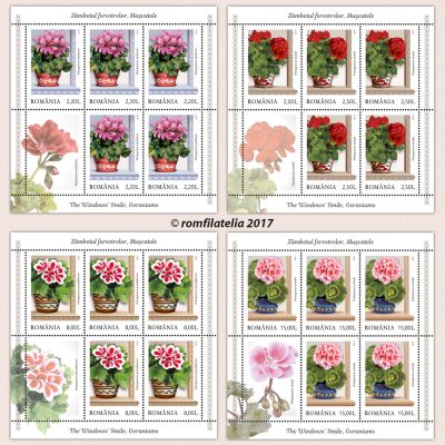 WINDOWS’ SMILE, GERANIUMS