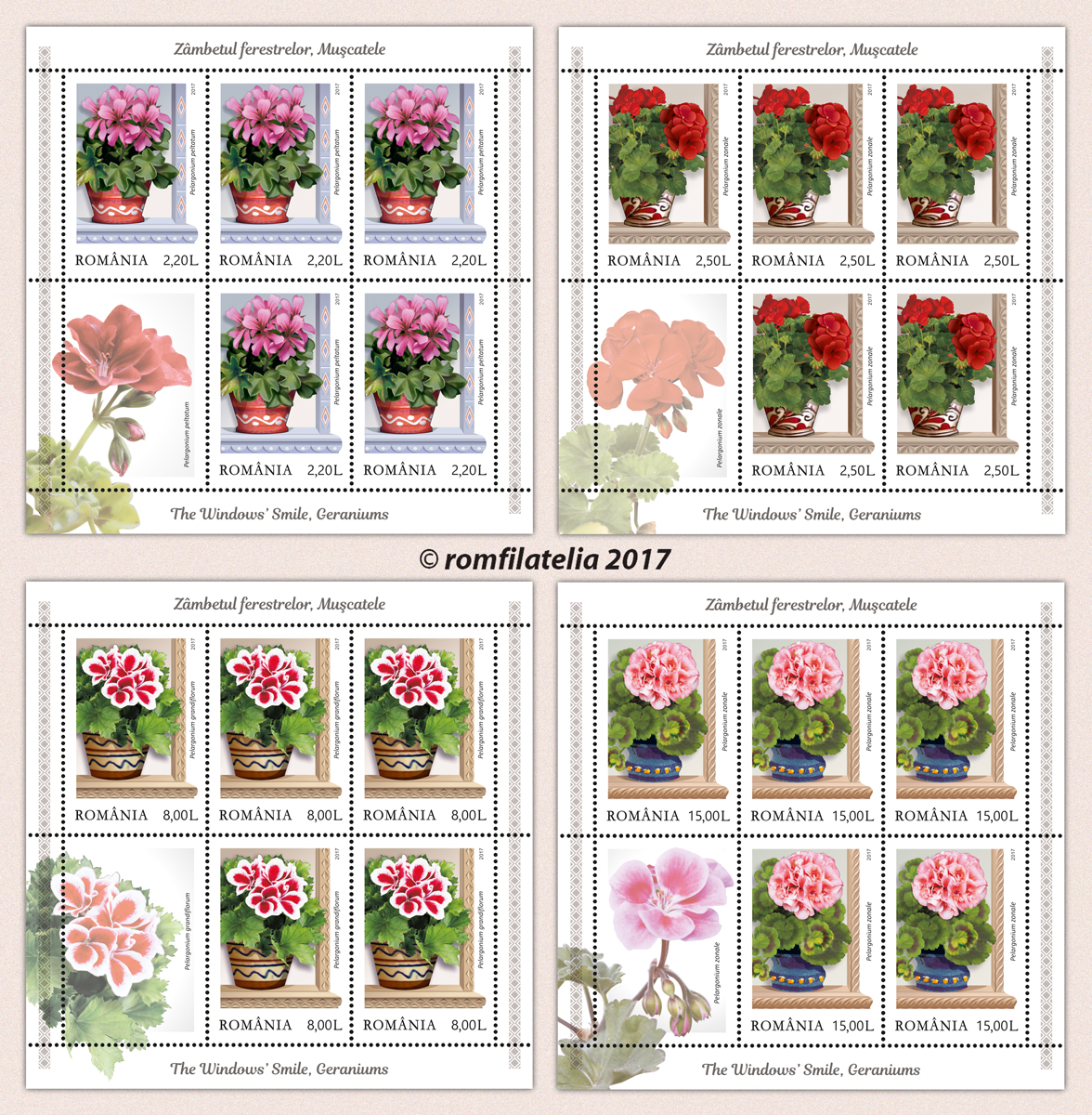 WINDOWS’ SMILE, GERANIUMS 1 WINDOWS’ SMILE, GERANIUMS