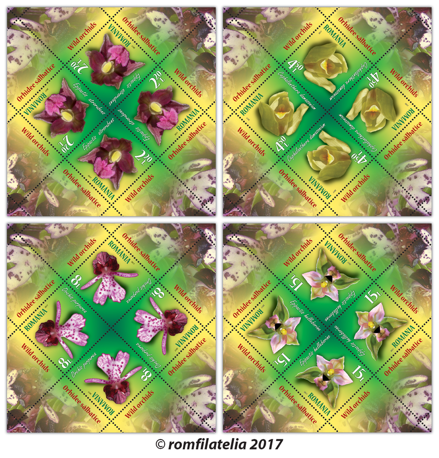 WILD ORCHIDS 1 WILD ORCHIDS