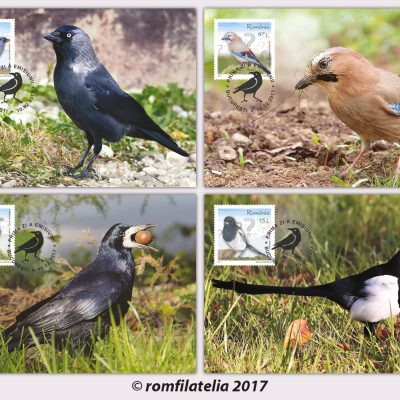 Maxicards INTELLIGENT BIRDS