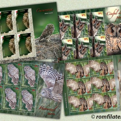 Nocturnal birds of prey