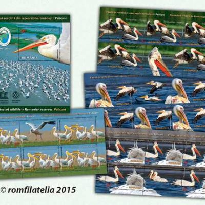 Protected wildlife in Romanian Reserves: Pelicans