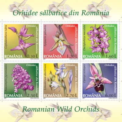 ROMANIAN WILD ORCHIDS