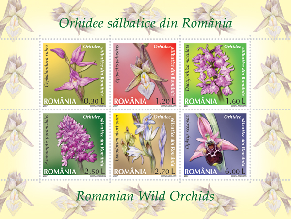 ROMANIAN WILD ORCHIDS 1 ROMANIAN WILD ORCHIDS
