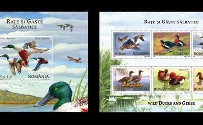 Wild Ducks and Geese