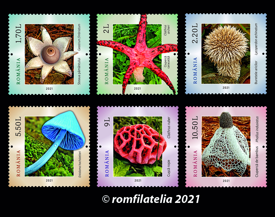 Site_serie_Ciuperci-1