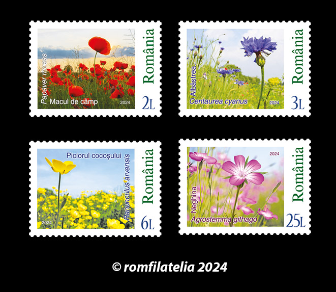 SITE_serie_Plante-segetale